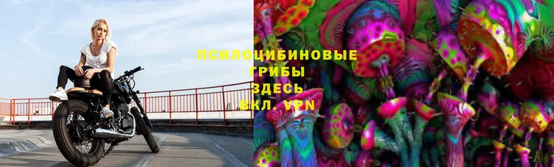 Псилоцибиновые грибы мицелий  Адыгейск 